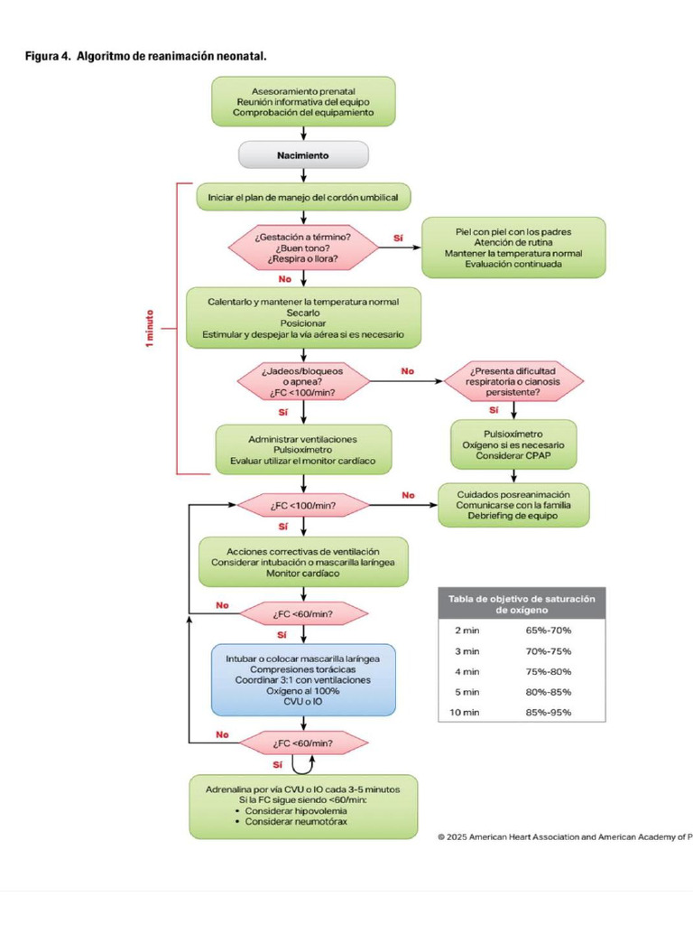 Algoritmo de RCP Neonatal 2025 | PDF | Parto | Reanimación cardiopulmonar