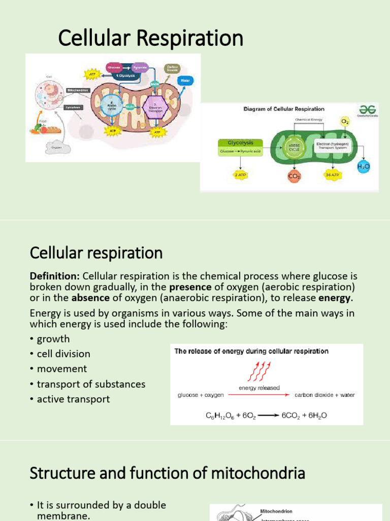 Cellular Respiration | PDF