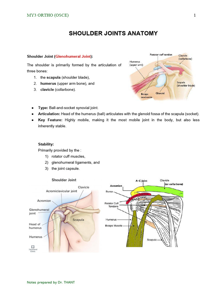 Ortho OSCE 02. Shoulder Examination | PDF | Shoulder | Anatomical Terms ...