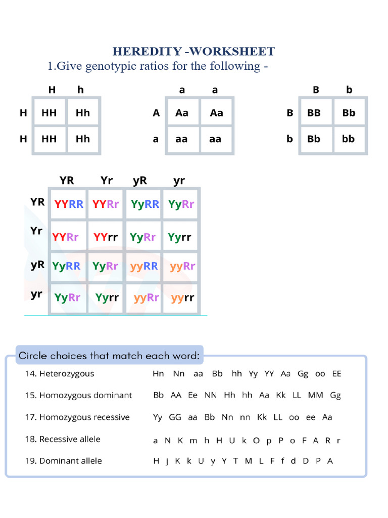 Genetics Worksheet 1[2] | PDF | Dominance (Genetics) | Zygosity