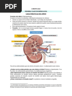 Partes y Funciones del Riñón | PDF | Riñón | Órgano (anatomía)