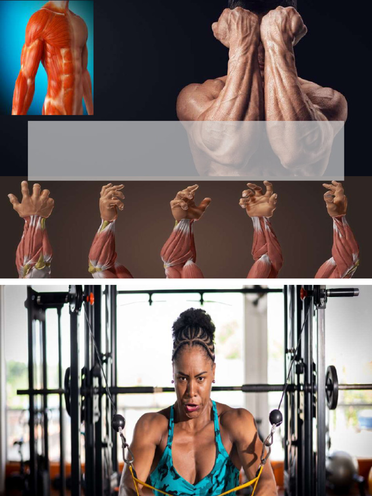ANATOMY MUSCLES LESSON 3 | PDF | Skeletal Muscle | Muscle