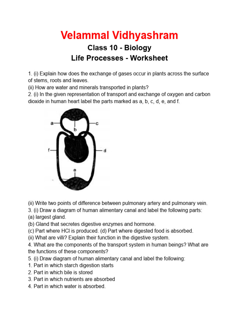 Life Processes - Worksheet | PDF | Digestion | Respiratory System