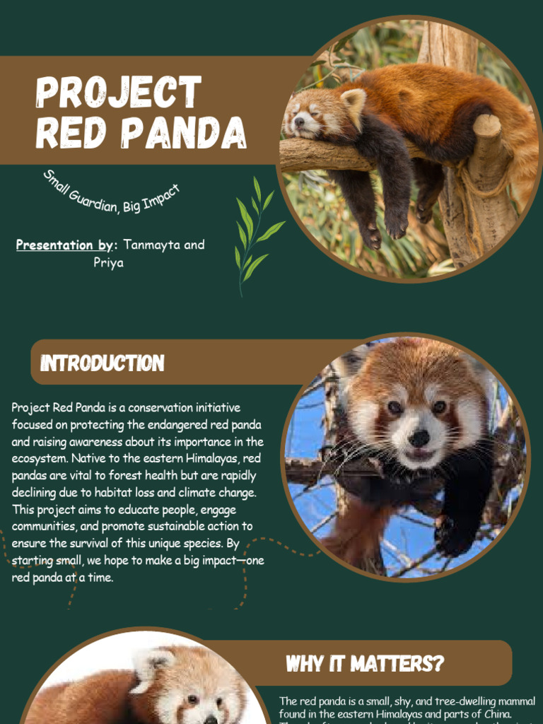 Project Red Panda | PDF | Giant Panda | Conservation Biology