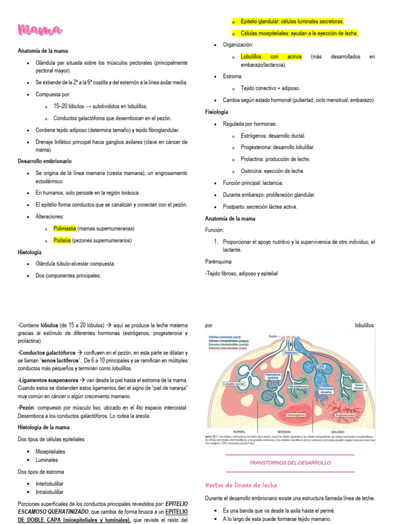 MAMA | PDF | Pecho | Cáncer de mama
