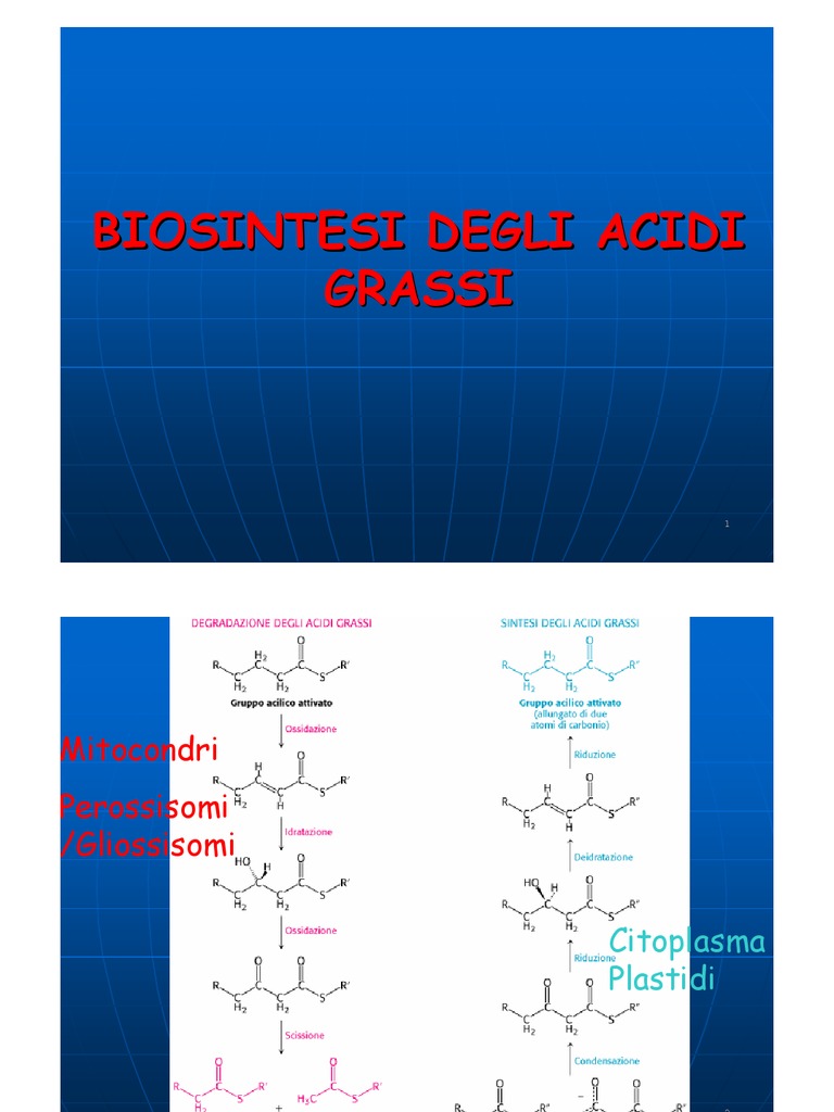 18 Biosintesi Acidi Grassi