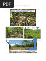 Download Balkans oak coppice between conversion or degradation by Haki Kola by Haki Kola SN103922681 doc pdf
