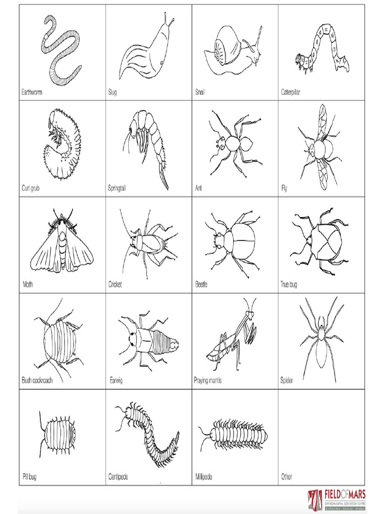 Invertebrate Identification Chart | PDF