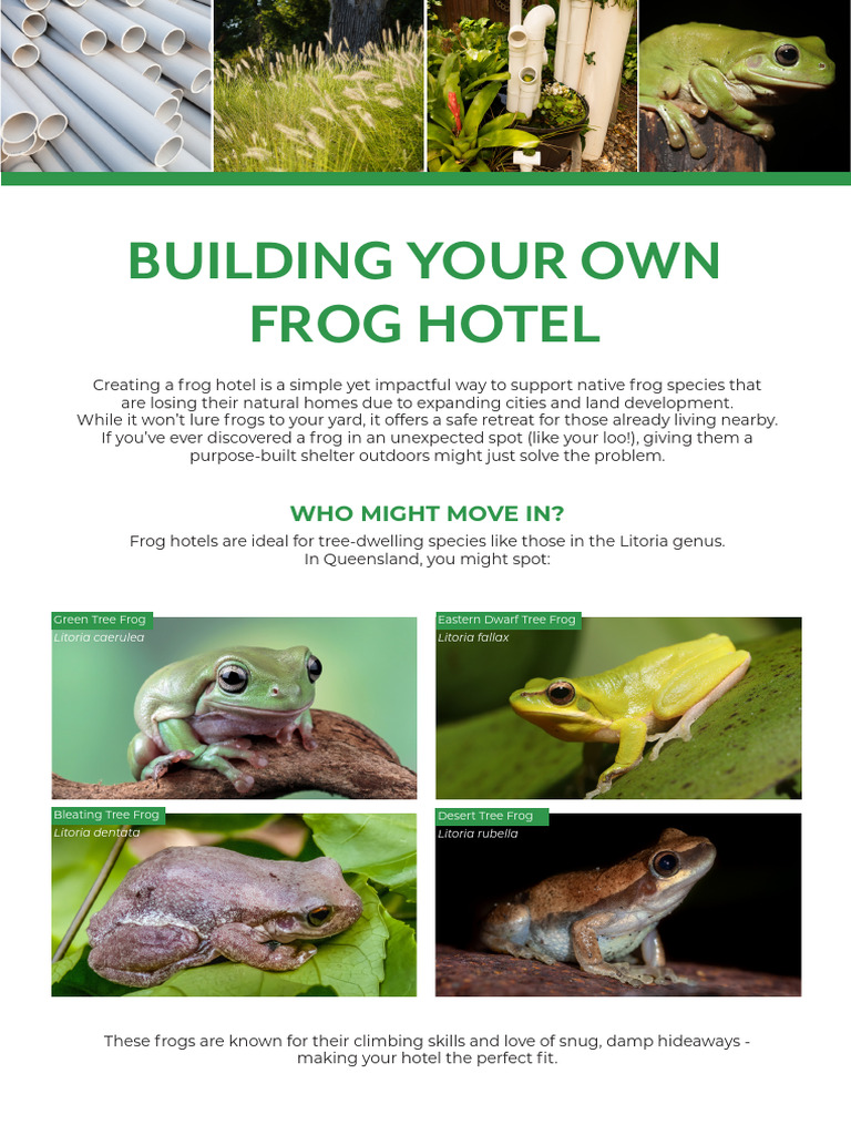 How to Build a Frog Hotel PDF Step by Step Options | PDF | Frog | Organisms