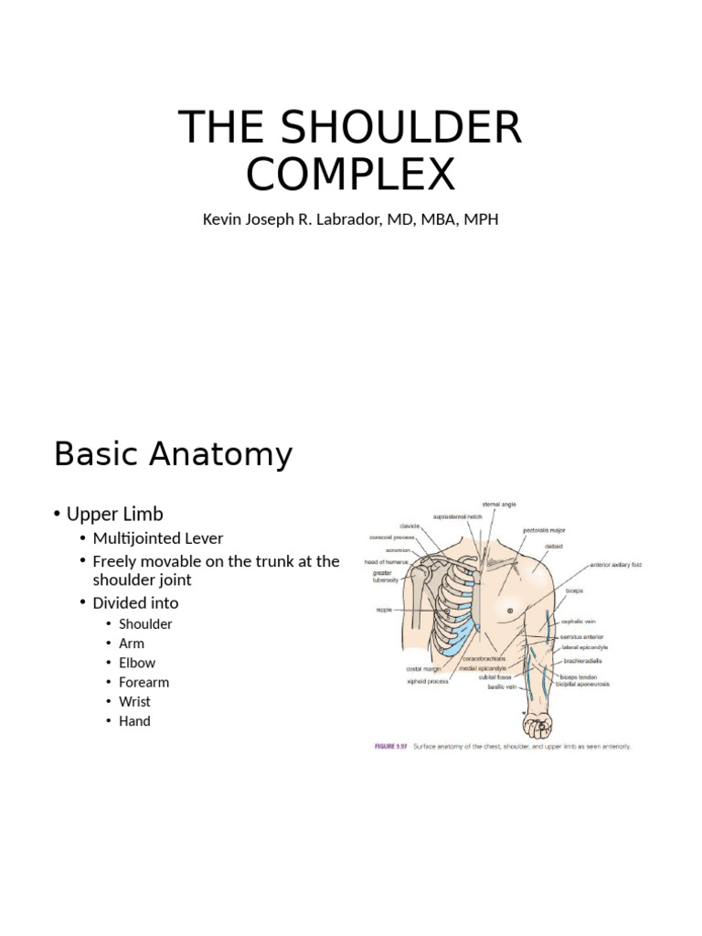 The Shoulder Complex (1) | PDF | Shoulder | Musculoskeletal System