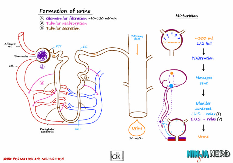 Urine Formation & Micturition (1) Atf | PDF