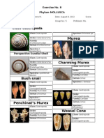 Mollusca Worksheet Part 1