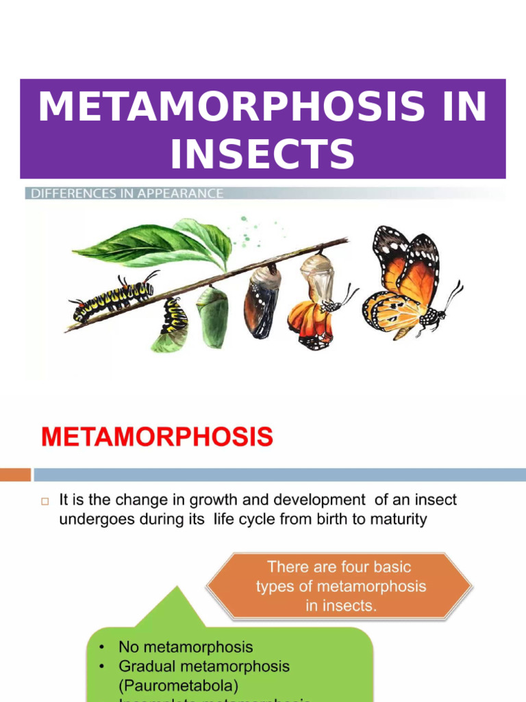 Lecture 10 and 11. Metamorphosis | PDF