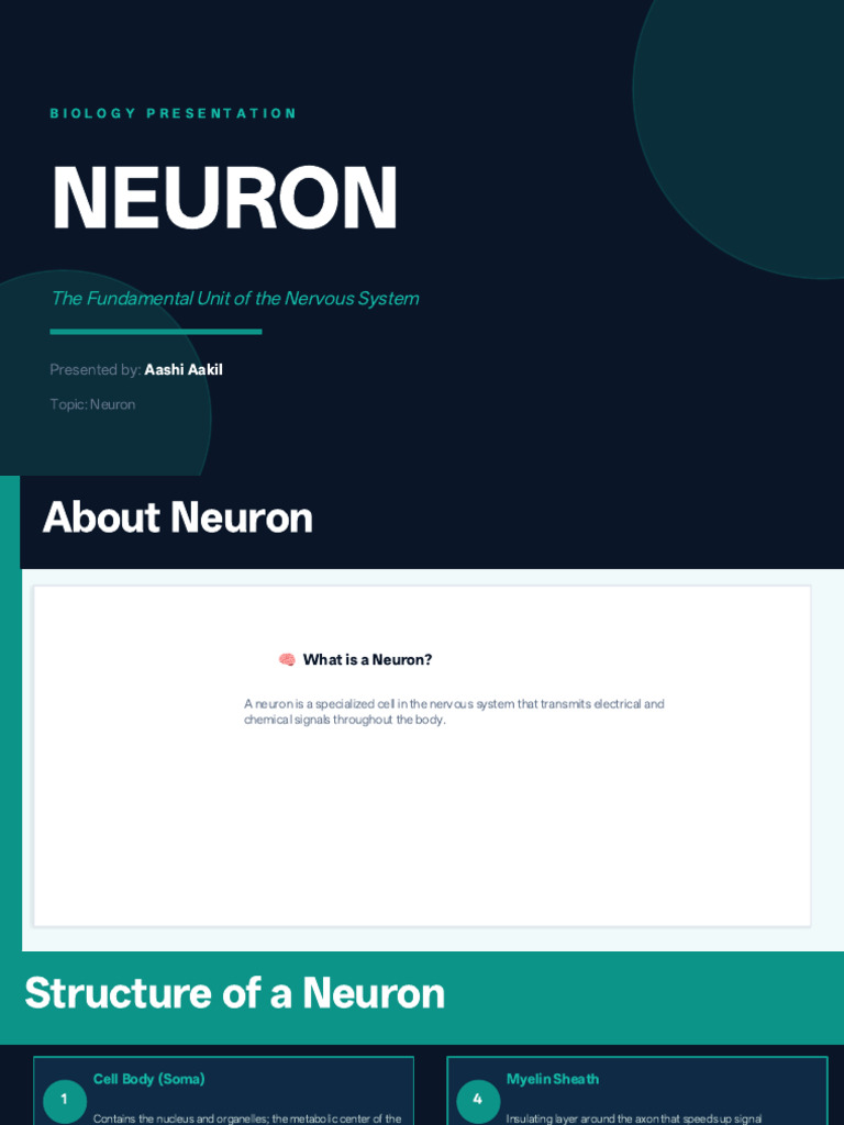 Neuron Presentation | PDF | Neuron | Motor Neuron