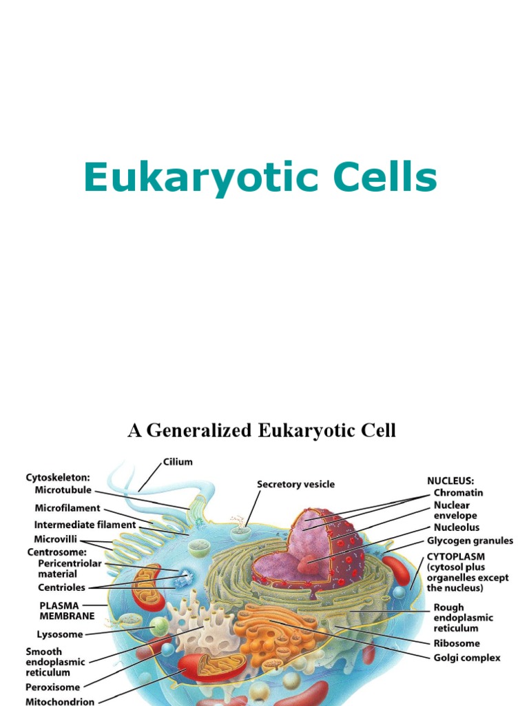 Eukariotic Cell Structure | PDF | Cell (Biology) | Cell Membrane