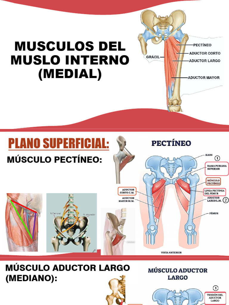 Musculo Interna Del Muslo Correcion | PDF | Anatomía del miembro ...