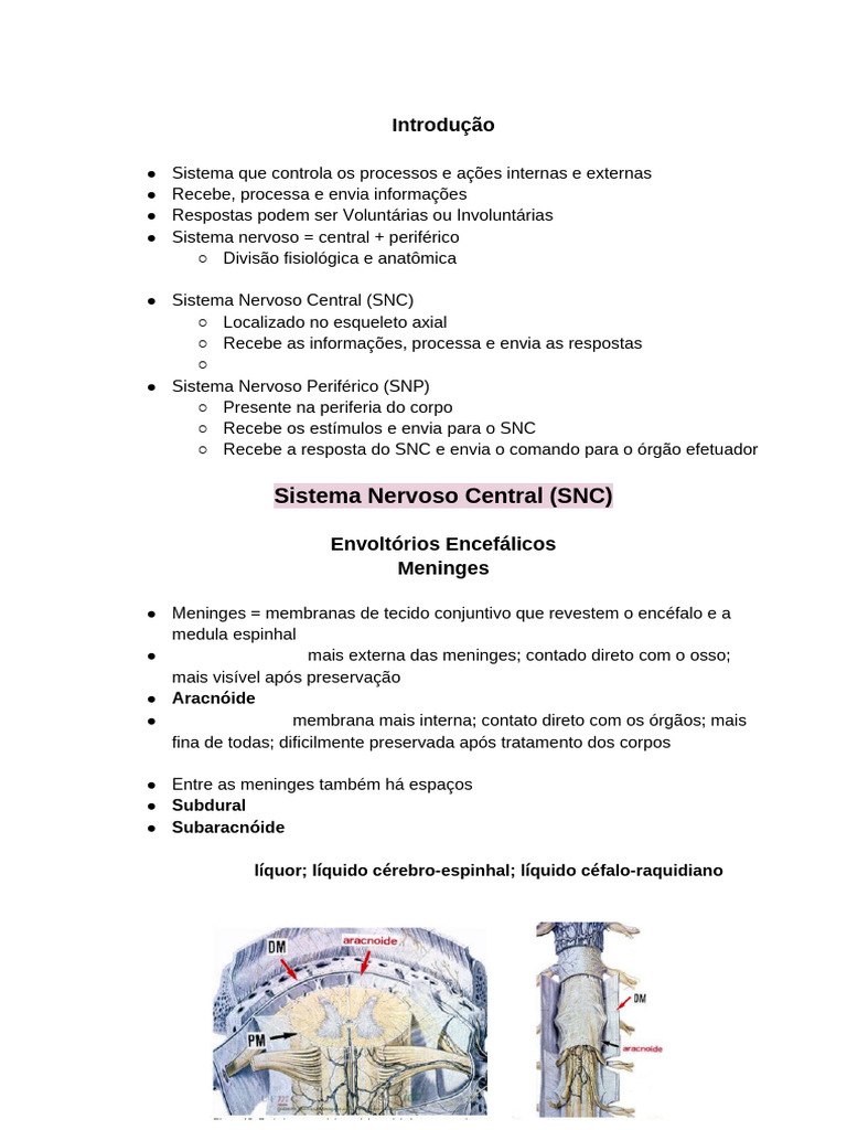 Sistema Nervoso Central e Periférico - Anatomia | PDF | Sistema nervoso ...