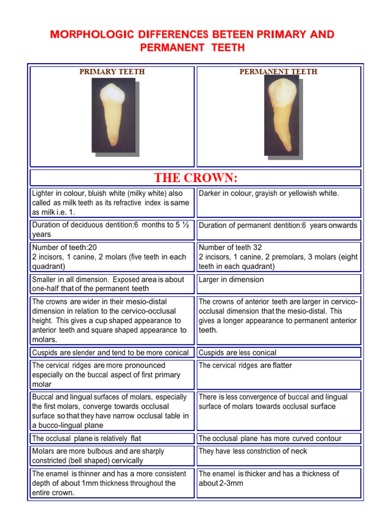 DIFF. BETWN PRIMARY PERMANENT | PDF | Dental Anatomy | Dentin