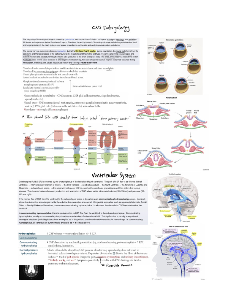 CNS Embryology, Ventricular System, Congenital Malformations and ...