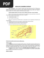 INERVAÇÃO DO MEMBRO SUPERIOR