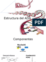 Estructura Del ADN