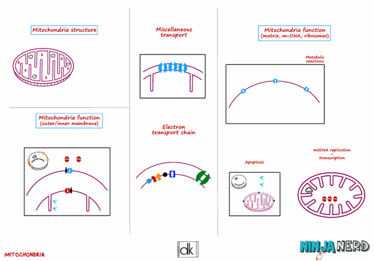 Mitochondria Structure & Function Atf | PDF