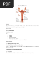 Partes de la Salpinge y Anatomía Asociada | PDF | Ovario | Pelvis