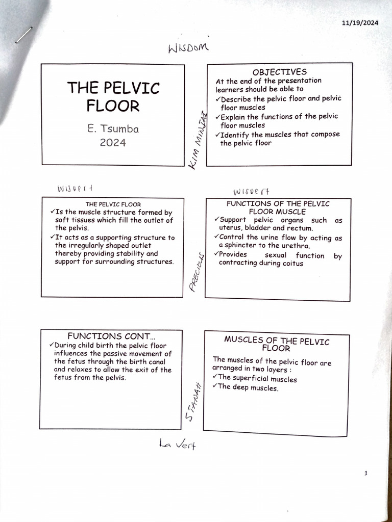 The Pelvic Floor | PDF