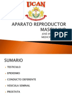 APARATO REPRODUCTOR MASCULINO