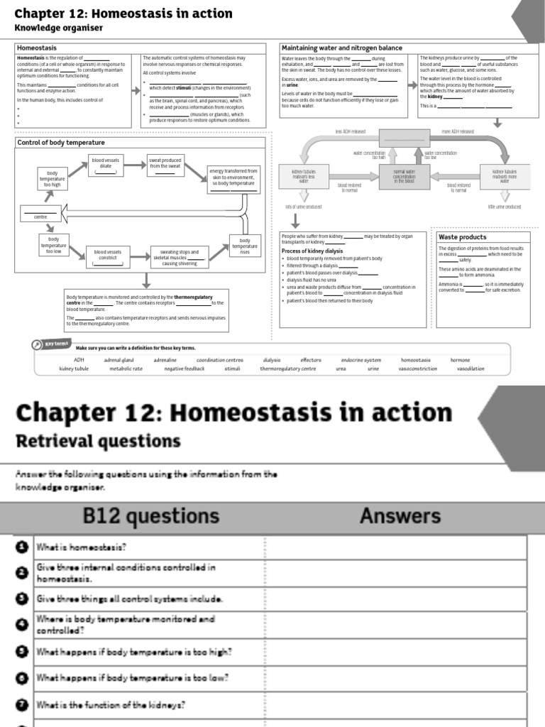 Homeostasis in Action | PDF | Homeostasis | Kidney