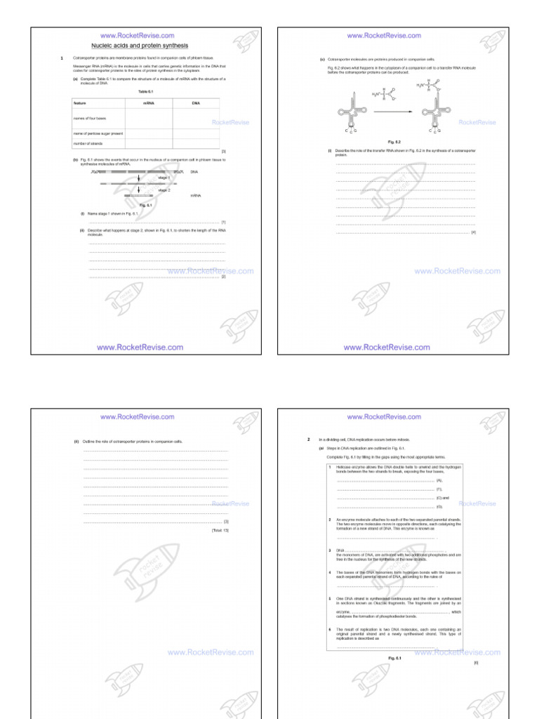 6 Nucleic Acids and Protein Synthesis QP | PDF