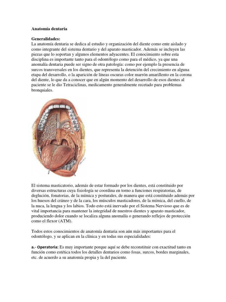 Importancia de la Anatomía Dentaria | PDF | Diente humano | Anatomia dental