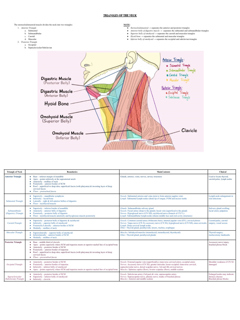 Head & Neck Tables (2) | PDF | Neck | Common Carotid Artery