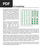 Leaf Attachment and Arrangement Guide | PDF | Leaf | Botany