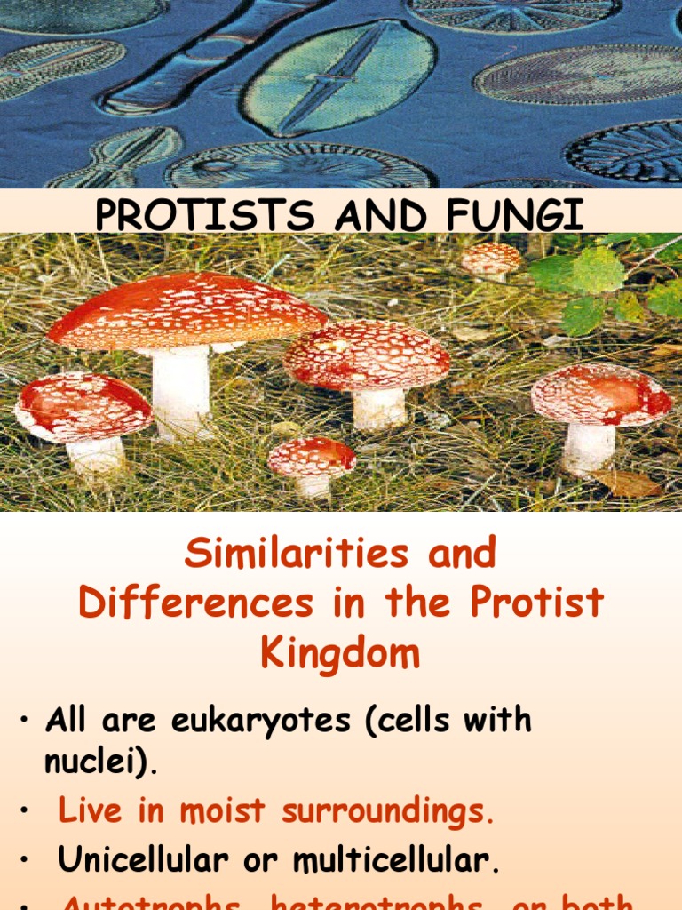 Protists and Fungi Protozoa Fungus
