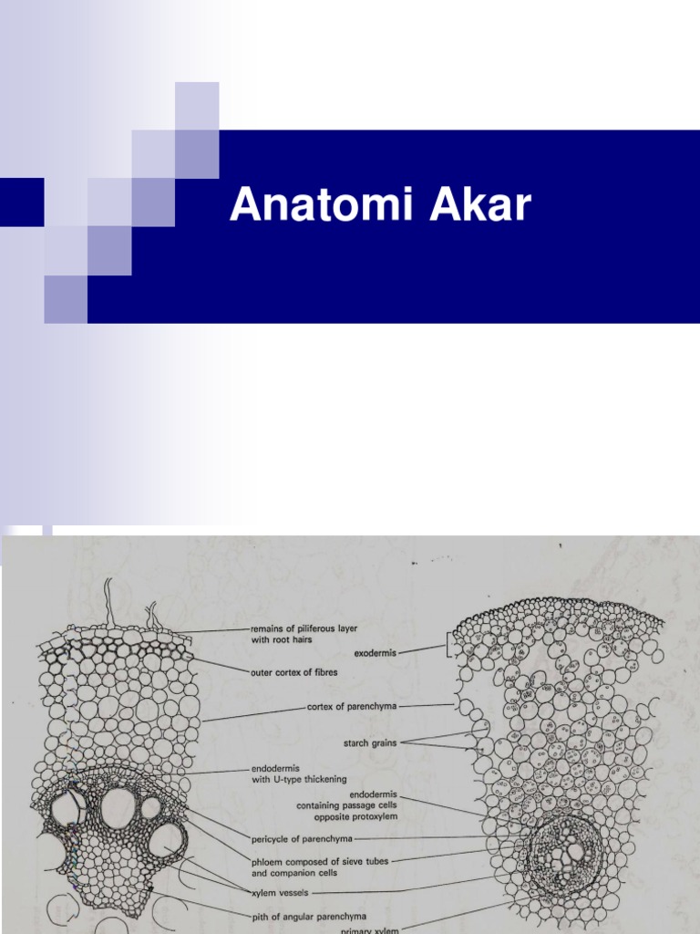 Akar | PDF