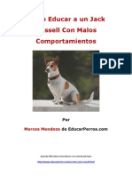 Como Educar A Un Jack Russell Con Malos Comportamientos