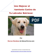 Cómo Mejorar El Comportamiento Canino de Tu Labrador
