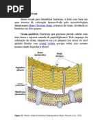 Classificação Gram