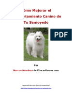 Cómo Mejorar El Comportamiento Canino de Tu Samoyedo