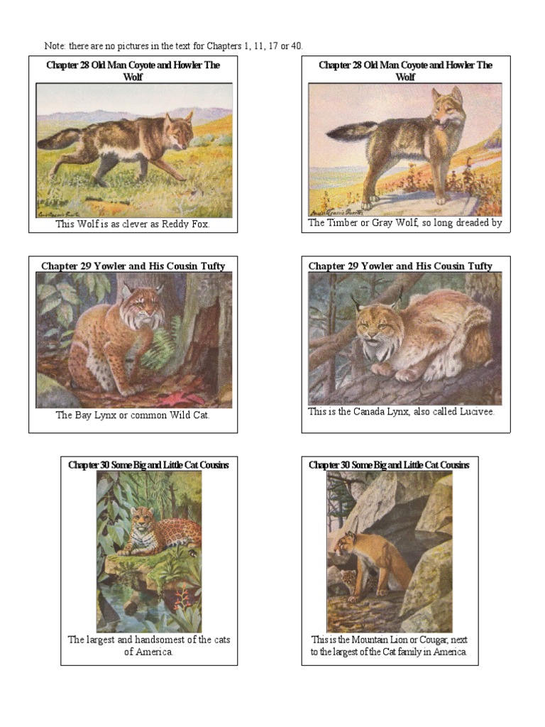 Burgess Animal Book Illustrations PT 3 PDF Elk Cougar