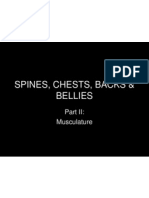 14b Spines Chests Backs Bellies2 Muscles