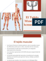 El Tejido Muscular y Homeostasis (2)