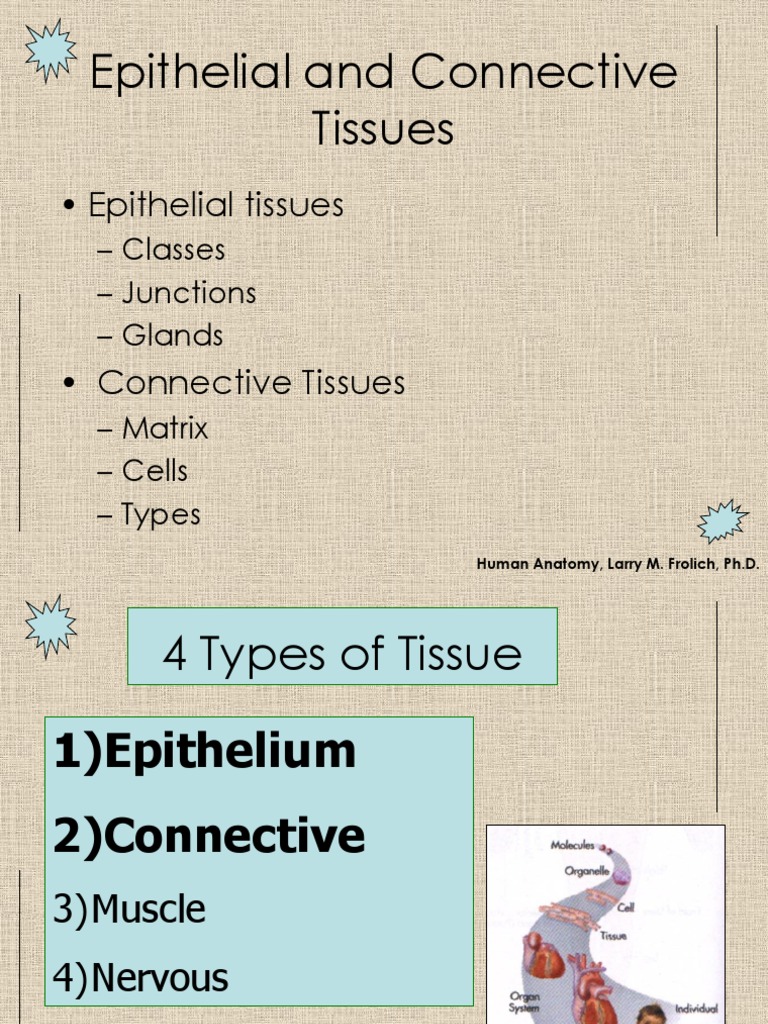 Epithelial and Connective Tissues | PDF | Epithelium | Tissue (Biology)