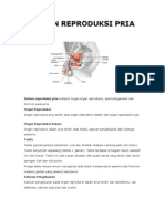 Organ Reproduksi Pria