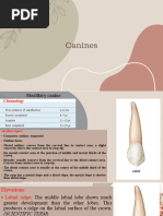 Canine Tooth Anatomy Overview | PDF | Dental Anatomy | Tooth