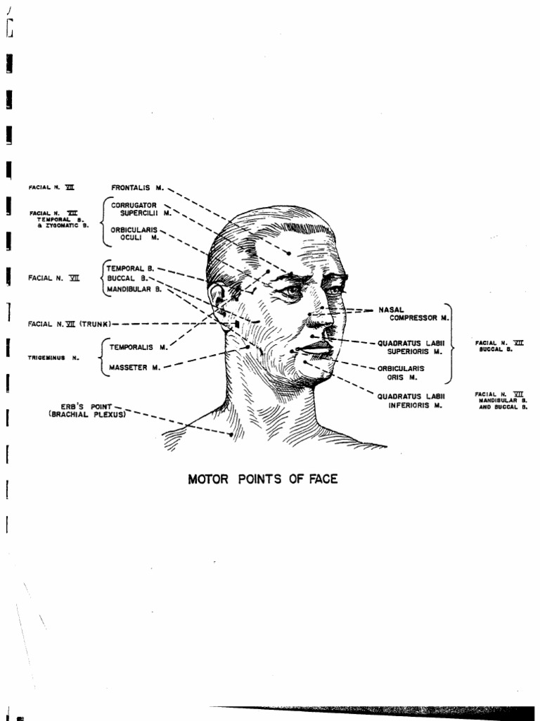 Motor Points | PDF