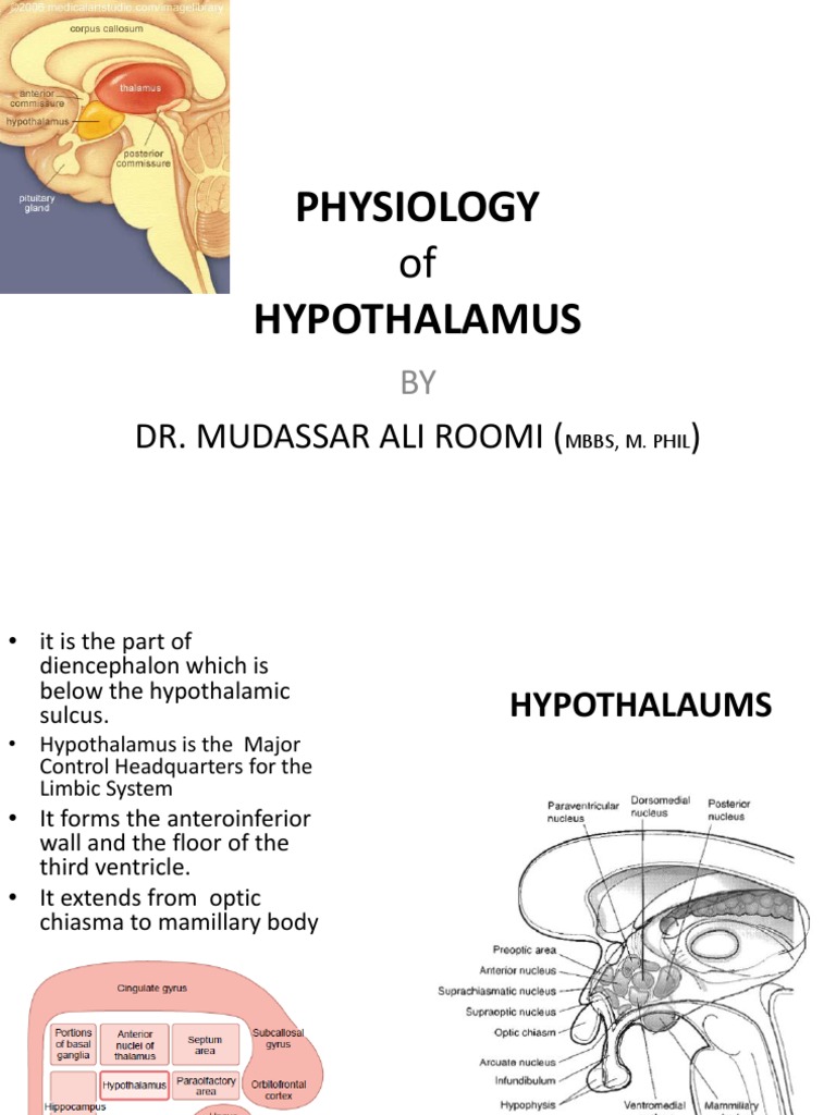 Functions and Physiology of Hypothalamus | PDF