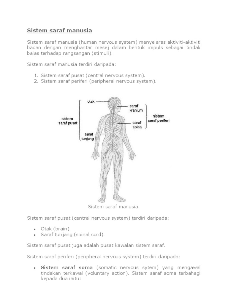 Sistem Saraf Manusia Pdf