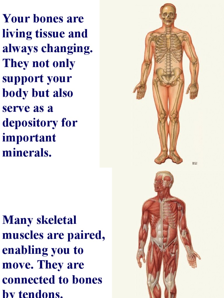 Your Bones Are Living Tissue and Always Changing. They Not Only Support ...